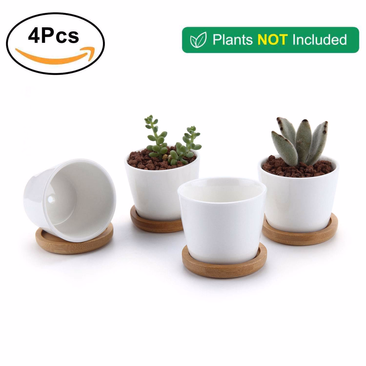 Jakie są najlepsze doniczki do kaktusów?