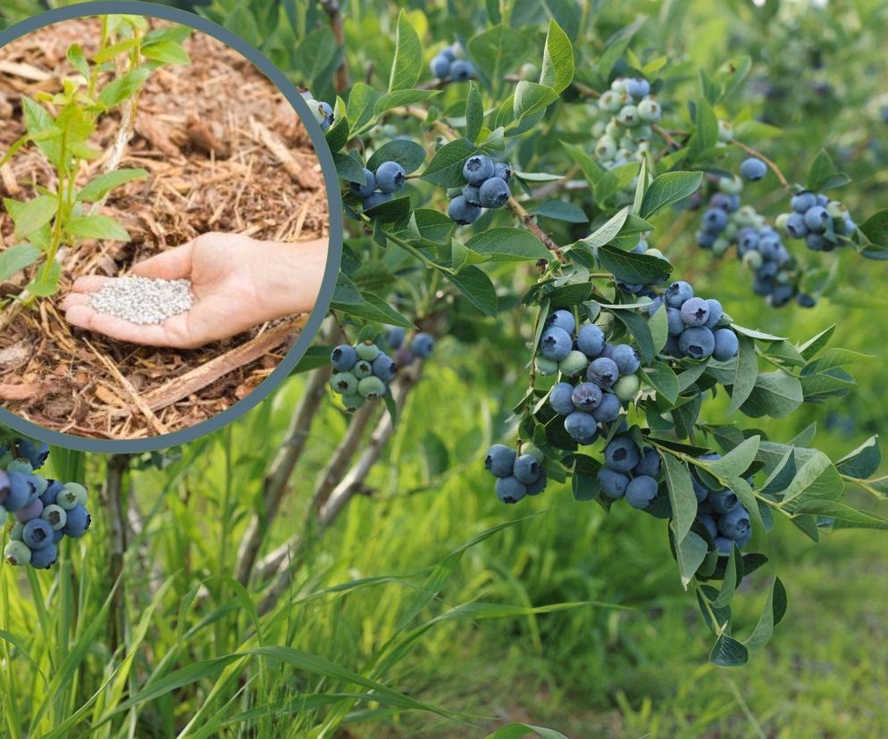 Jaki rodzaj gleby jest najlepszy dla krzewów borówki?