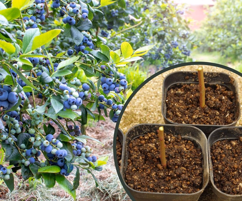 Czy borówka lubi glinę?