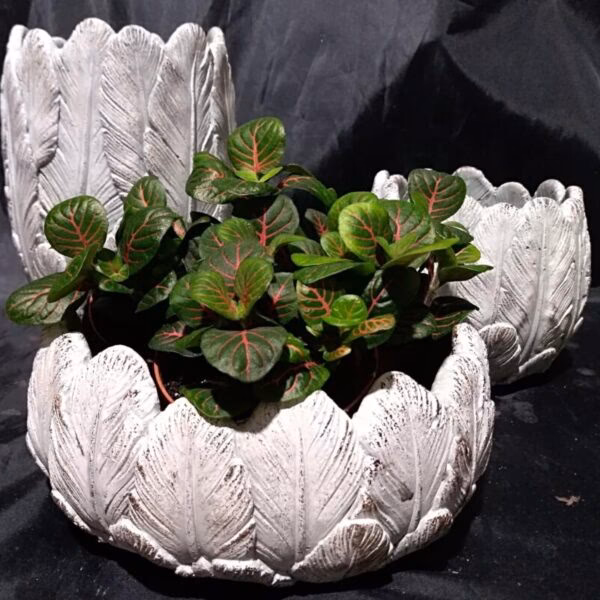 Czy w Pepco są doniczki?