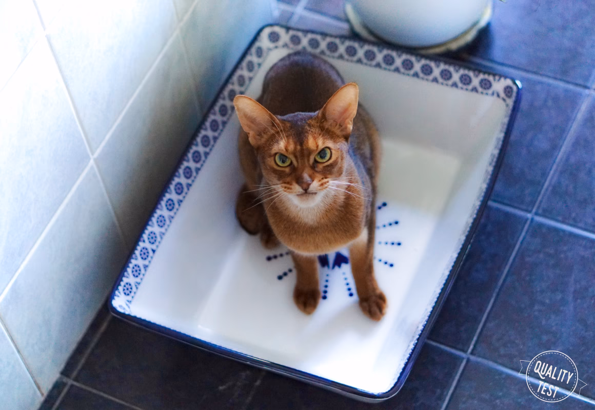 Co do kuwety dla kota, żeby nie śmierdziało?