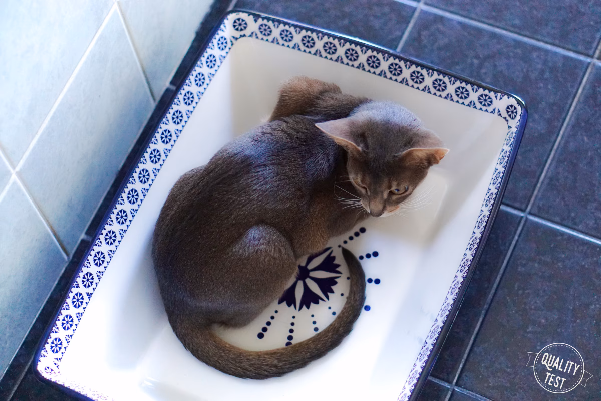 Co najlepiej do kuwety dla kota?