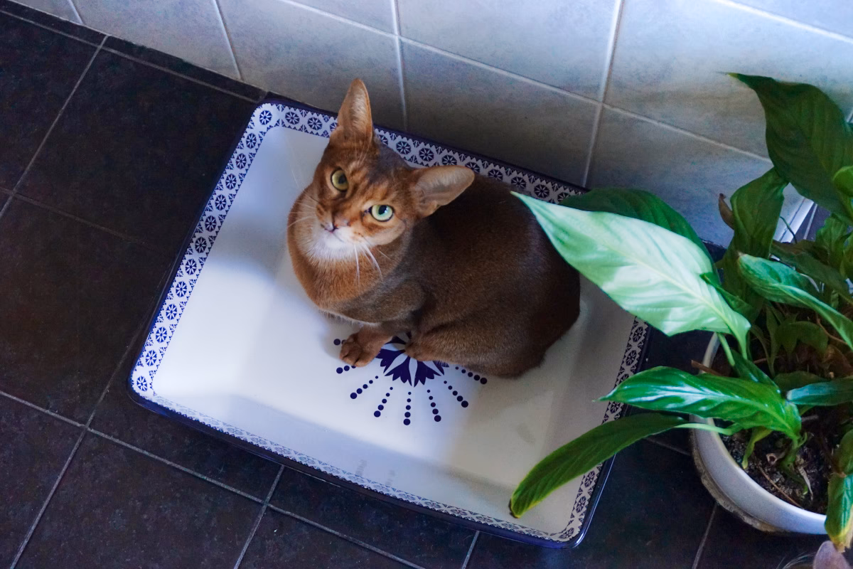 W jakiej cenie są kuwety dla kota?