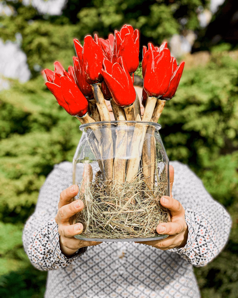 Czy cebulki tulipanów są wieloletnie?