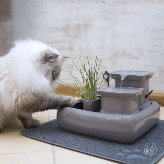 Jakie jest najlepsze poidełko dla kota?