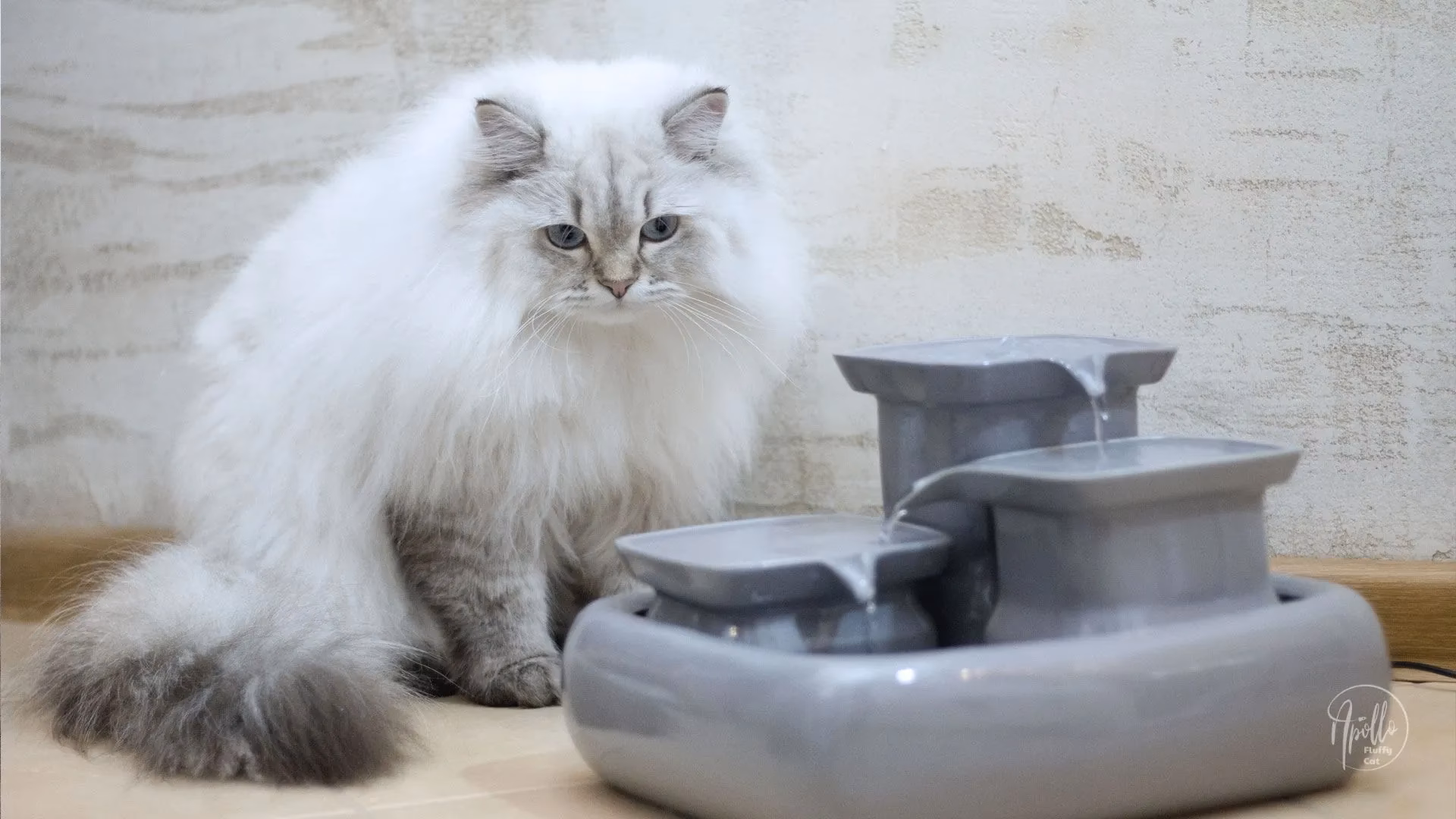 Jakie jest najlepsze poidełko dla kota?