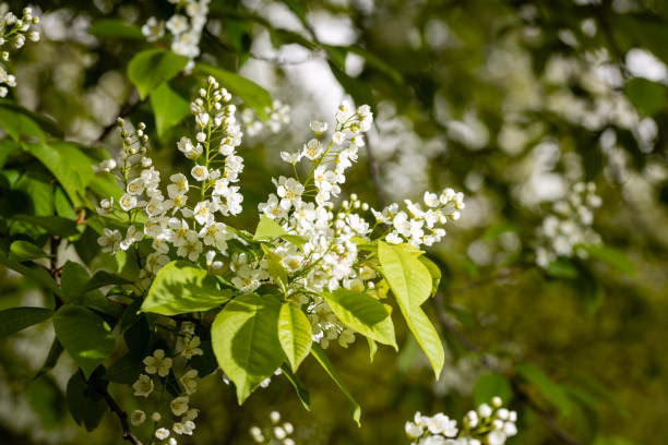 Do czego nadaje się czeremcha?