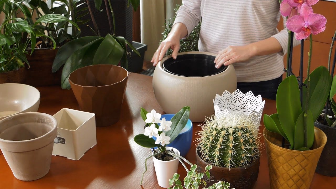 Czy można sadzić kwiaty w osłonkach?