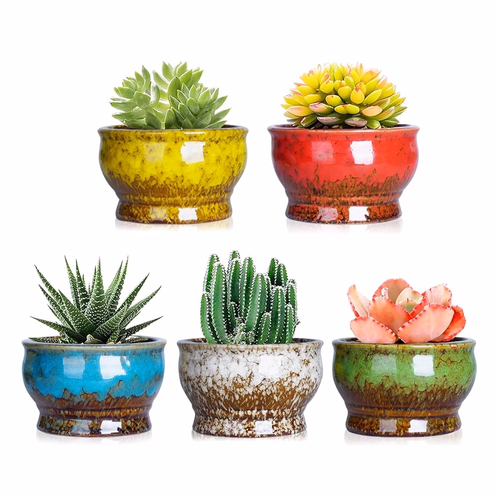 Czego nie lubią sukulenty?