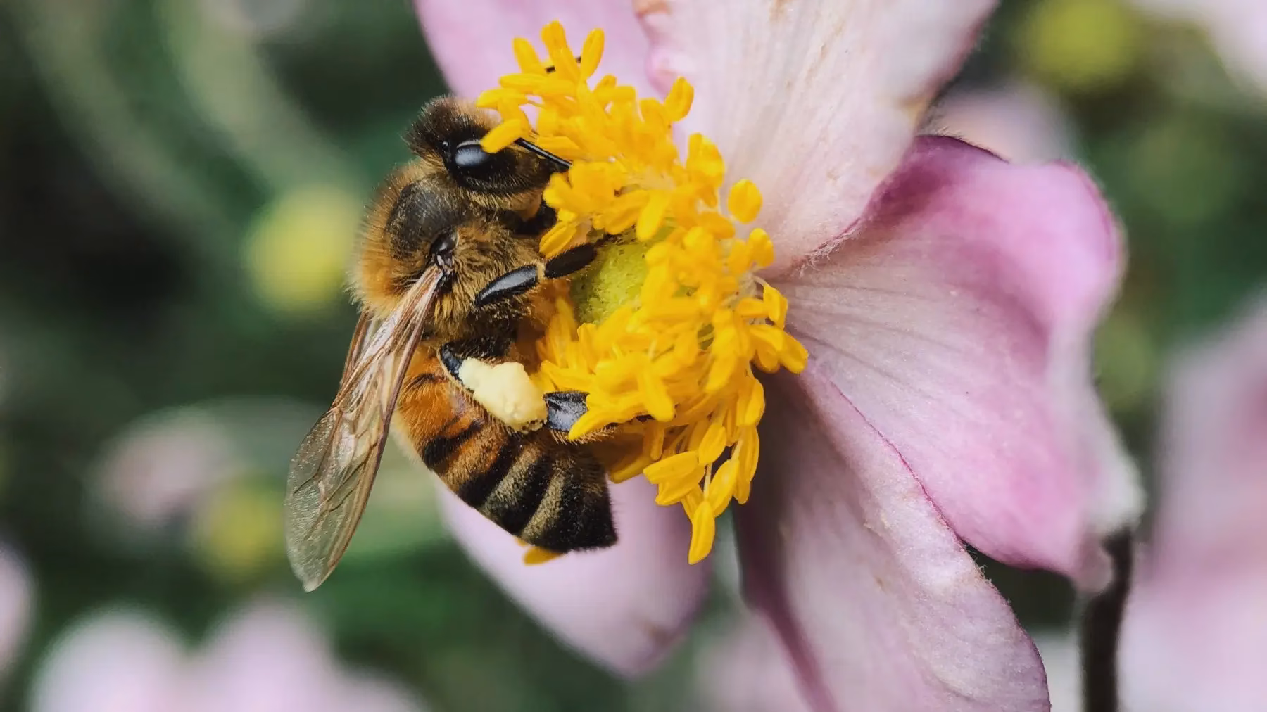 Jak rozpoznać nosemozę?