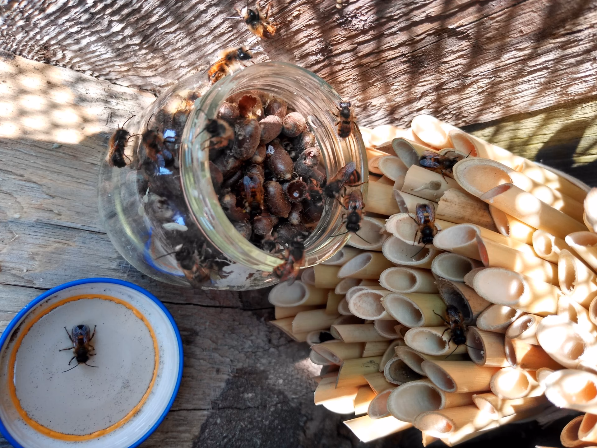 Jaka glina dla murarek?