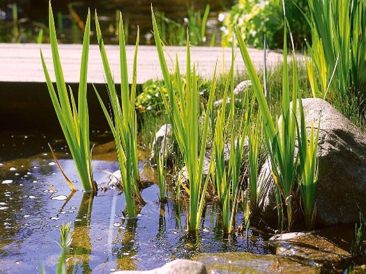 Czy można sadzić bezpośrednio w glinie?