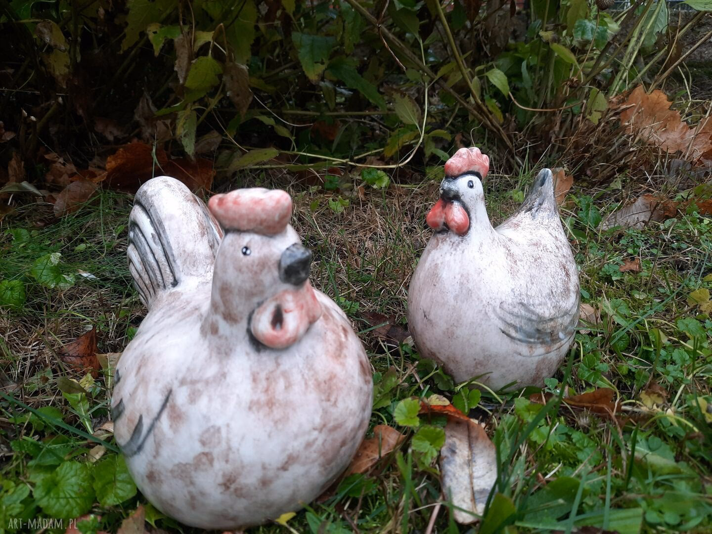 Jaka jest różnica między kura a kogutem?