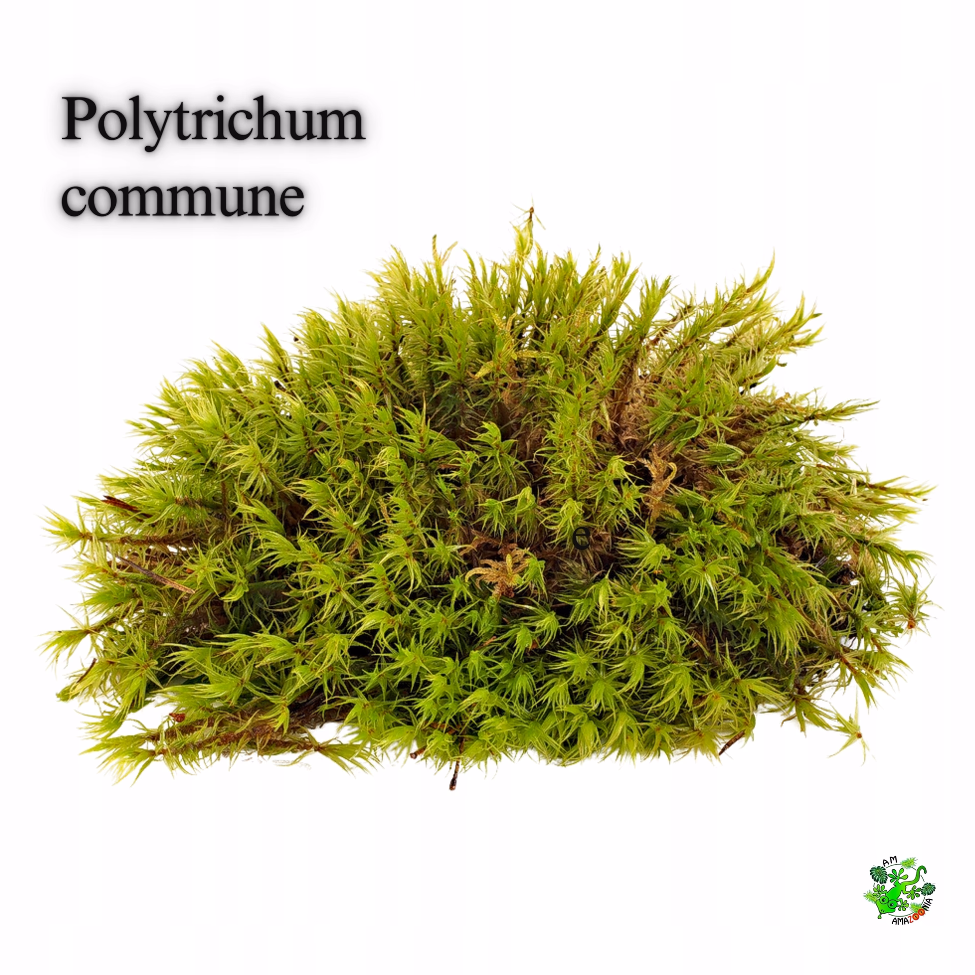 Czy mech w domu jest zdrowy?