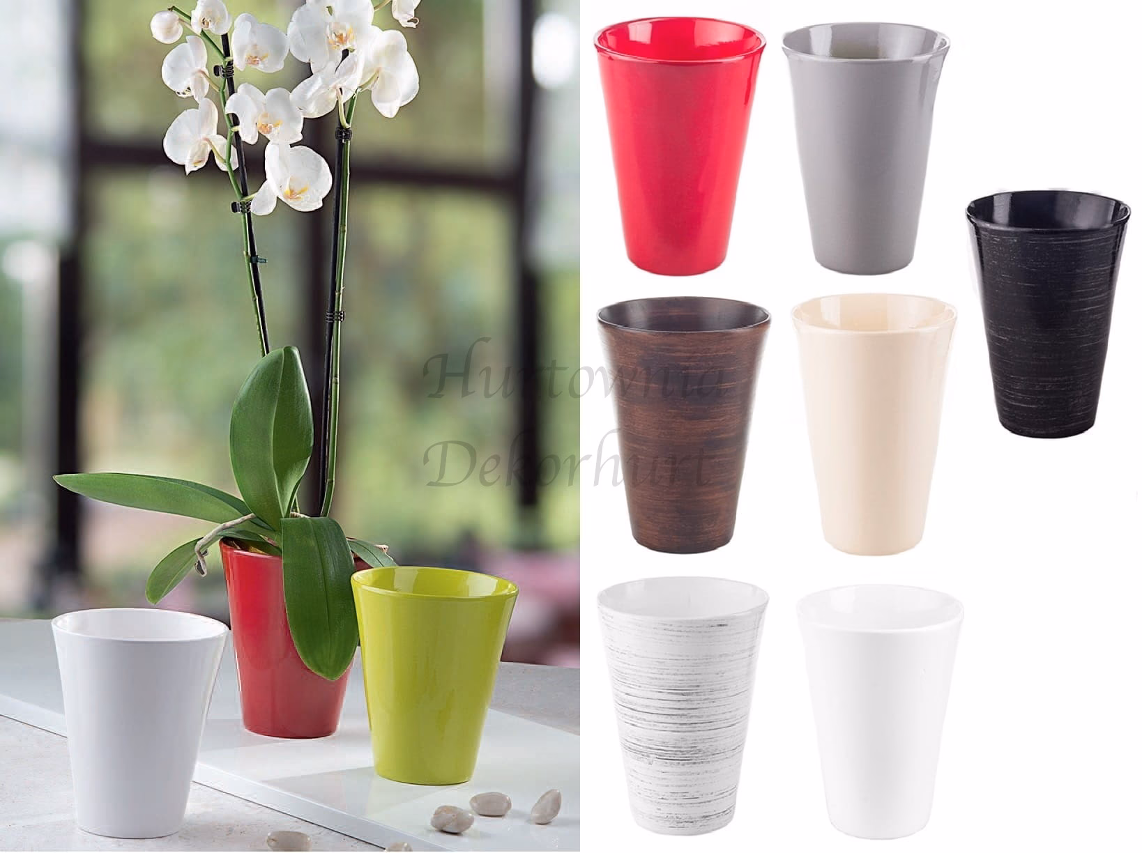 Czy storczyki lubią słonce?