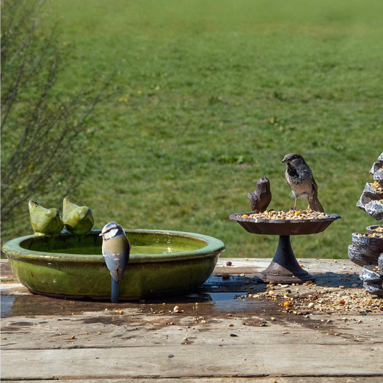 Co zamiast karmnika dla ptaków?