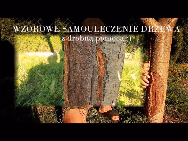 Czym białkować drzewa?